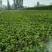 【免费提供种植技术】优质白术芽白术种苗成活率高品质好