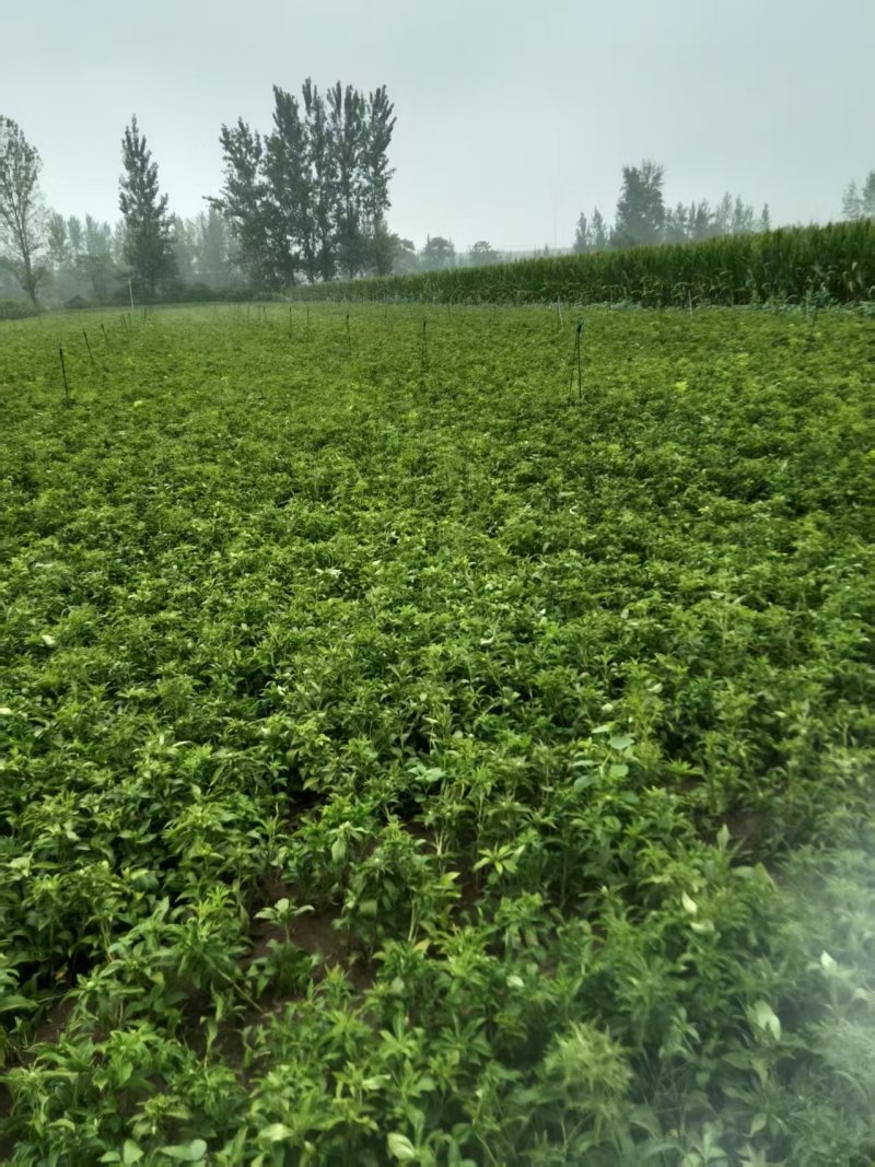 【免费提供种植技术】优质白术芽白术种苗成活率高品质好