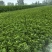 【免费提供种植技术】优质白术芽白术种苗成活率高品质好
