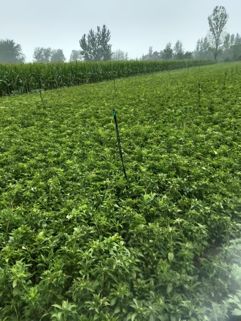 【免费提供种植技术】优质白术芽白术种苗成活率高品质好