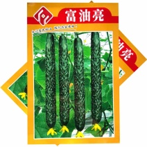 富油亮黄瓜种子短把密刺黄瓜种子刺瘤明显瓜色深绿油亮绿肉