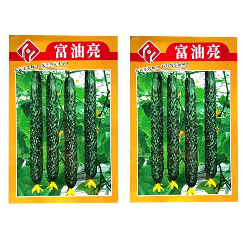 富油亮黄瓜种子短把密刺黄瓜种子刺瘤明显瓜色深绿油亮绿肉