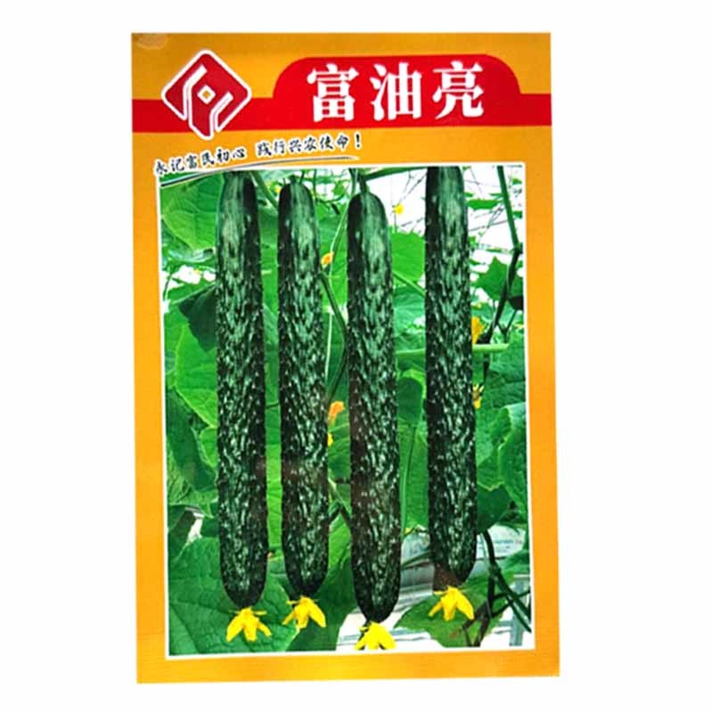富油亮黄瓜种子短把密刺黄瓜种子刺瘤明显瓜色深绿油亮绿肉