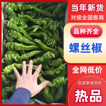 海南辣椒基地直发实力代办,欢迎电商和批发商致电联系小谢