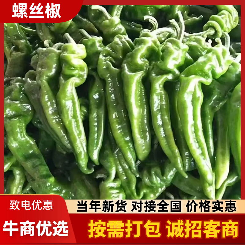 海南省临高县精品螺丝椒鲜辣椒露天万亩基地实力代办