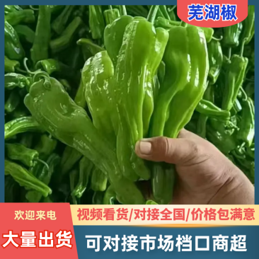 【实力推荐】芜湖椒泡椒鲜辣椒产地直发量大从优可对接全国