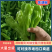 【实力推荐】芜湖椒泡椒鲜辣椒产地直发量大从优可对接全国