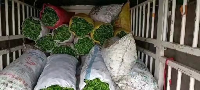 【实力推荐】芜湖椒泡椒鲜辣椒产地直发量大从优可对接全国
