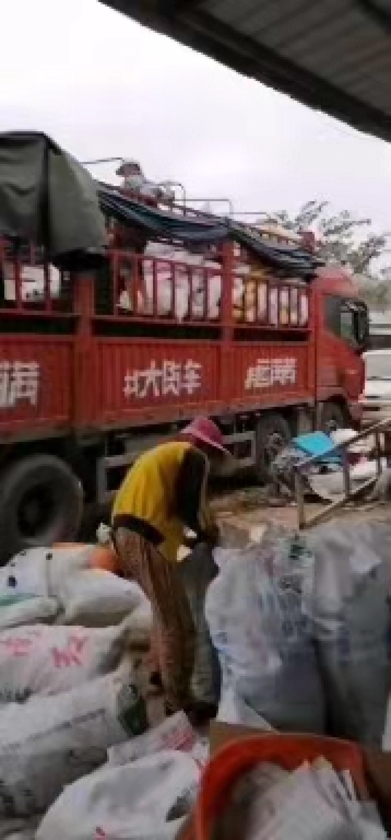 【实力推荐】芜湖椒泡椒鲜辣椒产地直发量大从优可对接全国