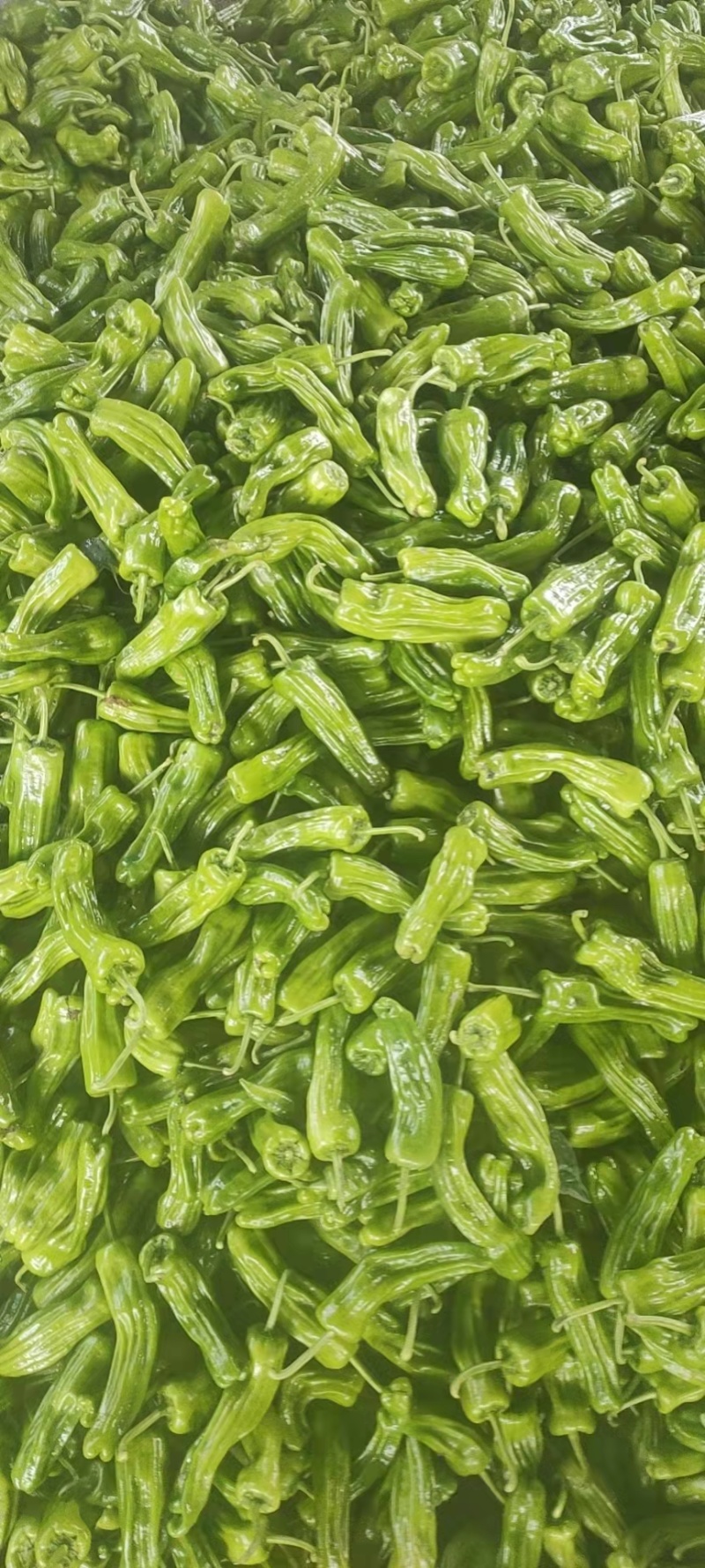 【实力推荐】芜湖椒泡椒鲜辣椒产地直发量大从优可对接全国
