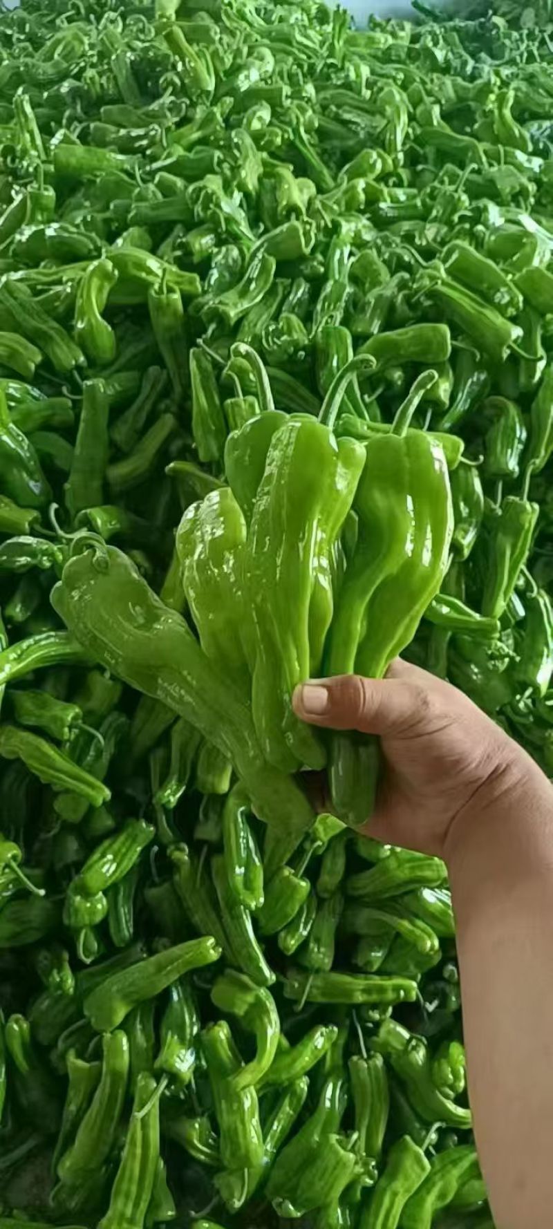 【实力推荐】芜湖椒泡椒鲜辣椒产地直发量大从优可对接全国