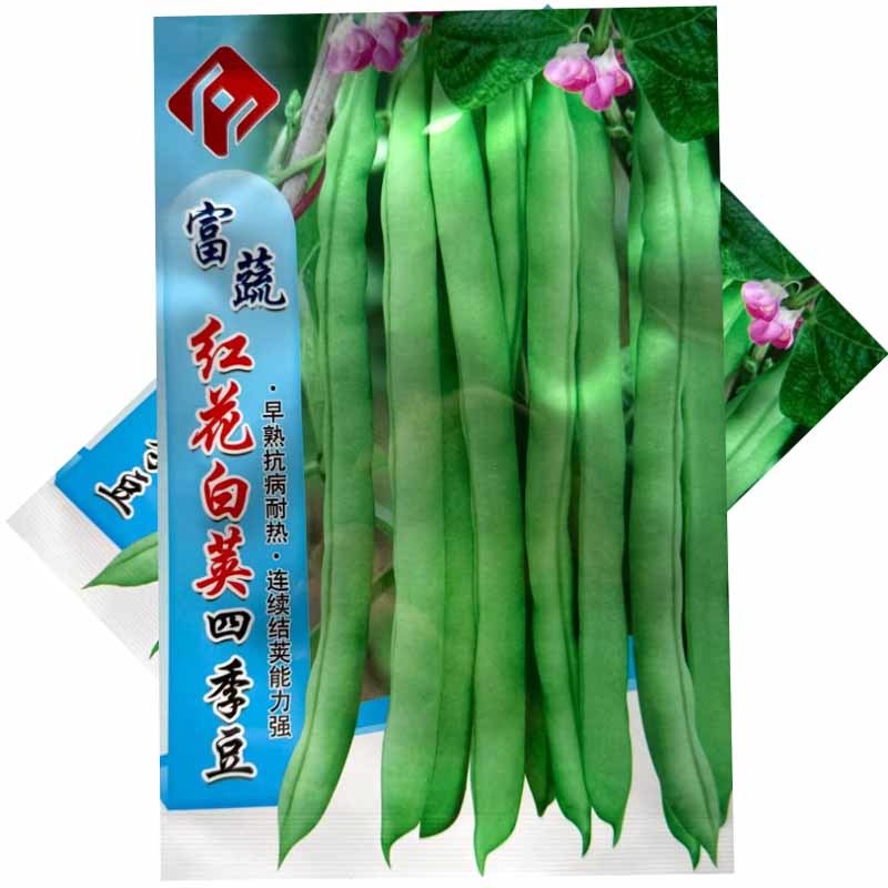 红花白荚四季豆种子早熟抗病耐热连续结荚能力强结荚率高