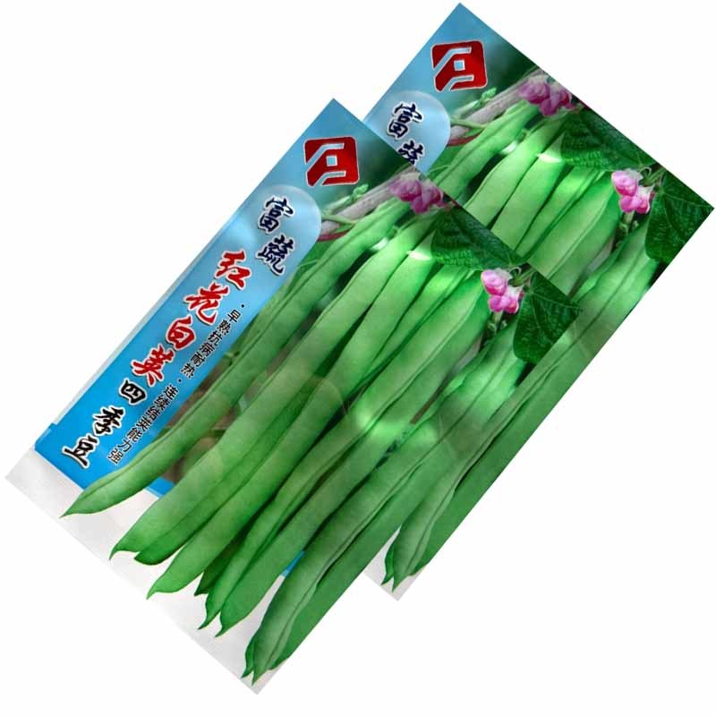 红花白荚四季豆种子早熟抗病耐热连续结荚能力强结荚率高