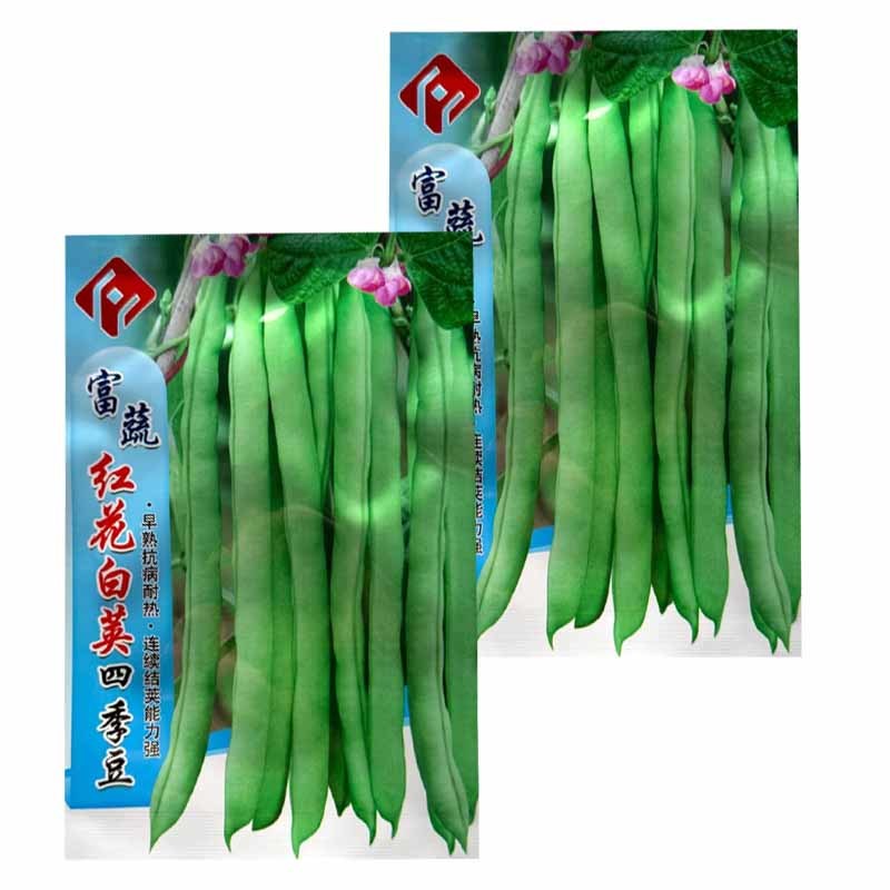 红花白荚四季豆种子早熟抗病耐热连续结荚能力强结荚率高