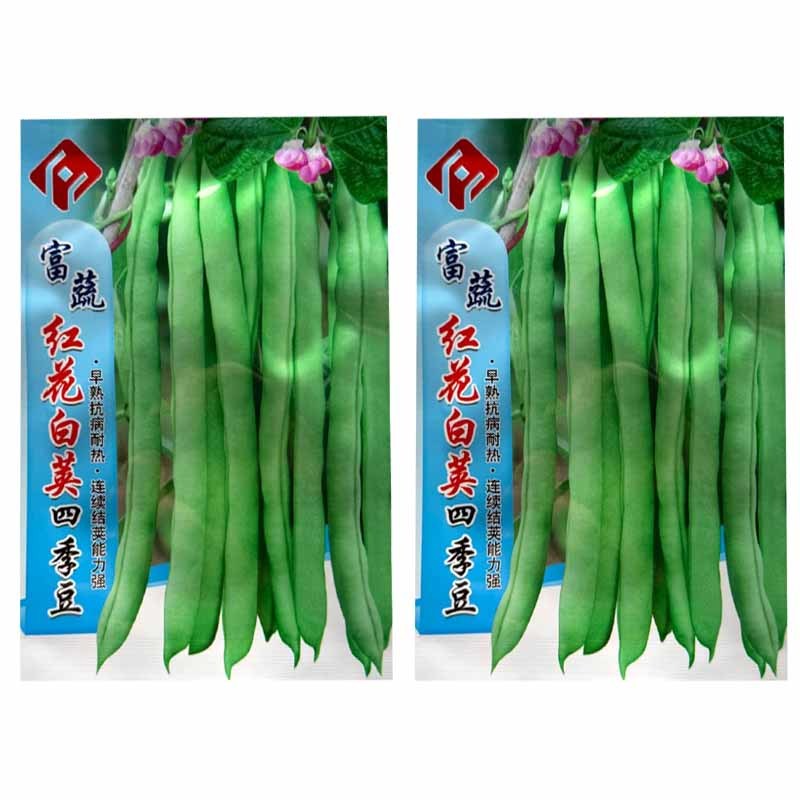 红花白荚四季豆种子早熟抗病耐热连续结荚能力强结荚率高