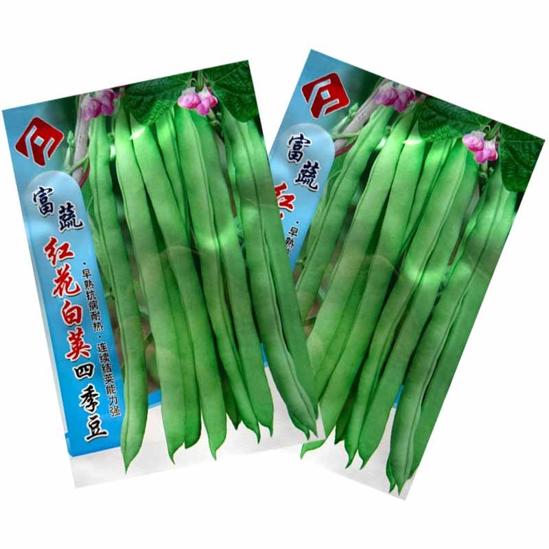 红花白荚四季豆种子早熟抗病耐热连续结荚能力强结荚率高
