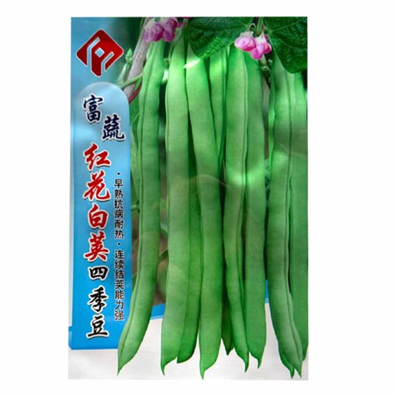 红花白荚四季豆种子早熟抗病耐热连续结荚能力强结荚率高