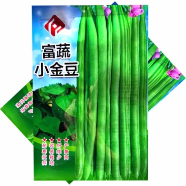 富蔬小金豆种子耐寒抗病四季豆种子质脆味甜产量高