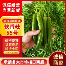 湘研55号辣椒，海南鲜辣椒质量保证服务好欢迎采购