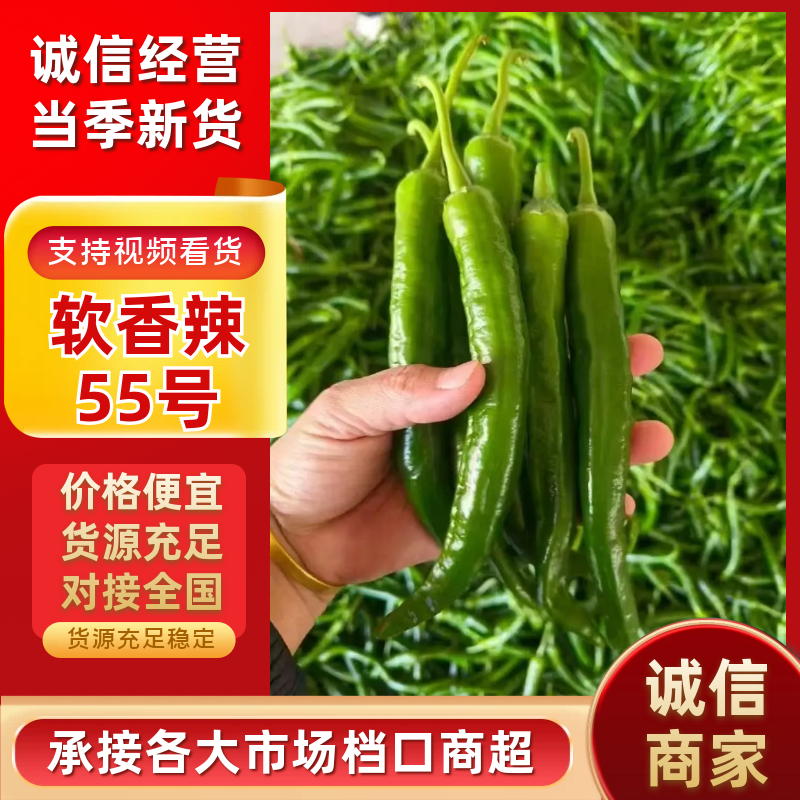 湘研55号辣椒，海南鲜辣椒质量保证服务好欢迎采购