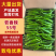 湘研55号辣椒,海南鲜辣椒质量保证服务好欢迎采购