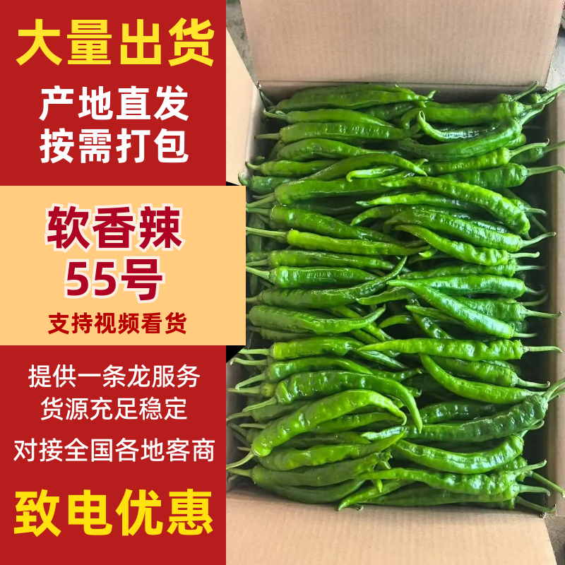 湘研55号辣椒，海南鲜辣椒质量保证服务好欢迎采购