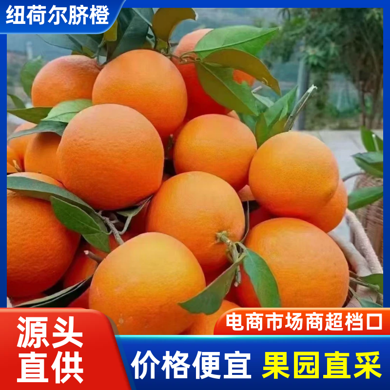 【实力】精四川泸州品甜橙橙香浓郁现摘现发一手货源