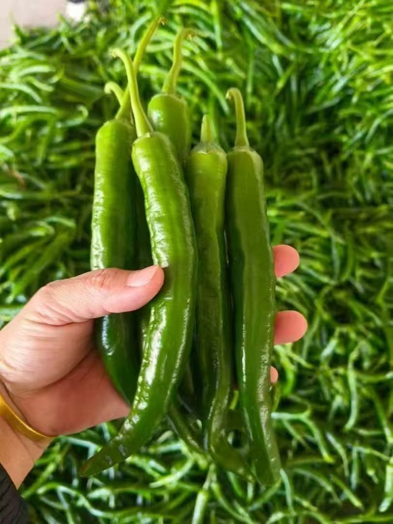 【热卖推荐】湘研55辣椒软香辣55号产地直发量大从优