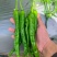 【热卖推荐】湘研55辣椒软香辣55号产地直发量大从优