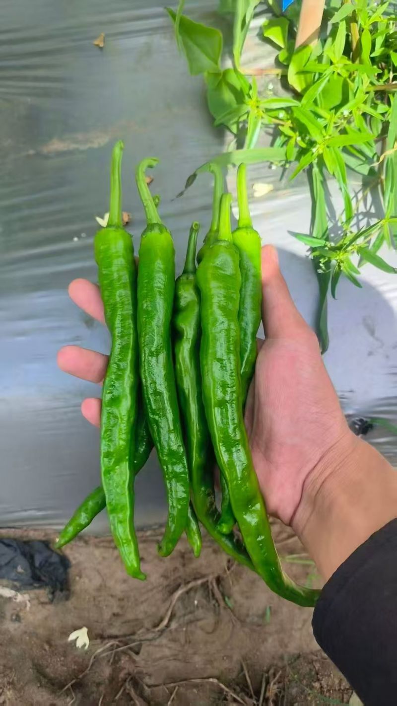【热卖推荐】湘研55辣椒软香辣55号产地直发量大从优