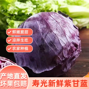 【实力货源】紫甘蓝花青素农家种植全国货源电商一件代发