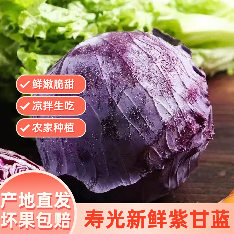 【实力货源】紫甘蓝花青素农家种植全国货源电商一件代发