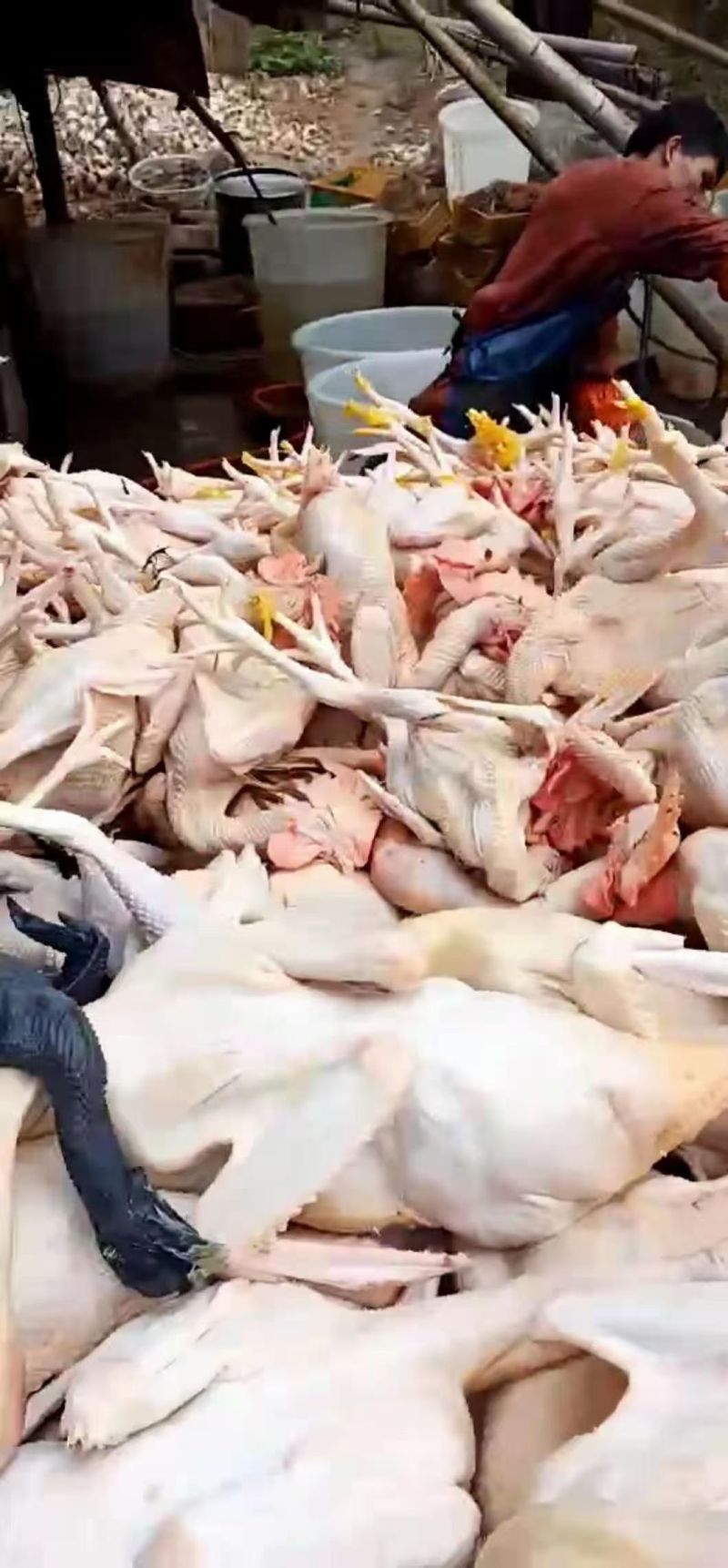 浙江肉类食品白条鸡/诚信经营/量大价优可谈/欢迎下单