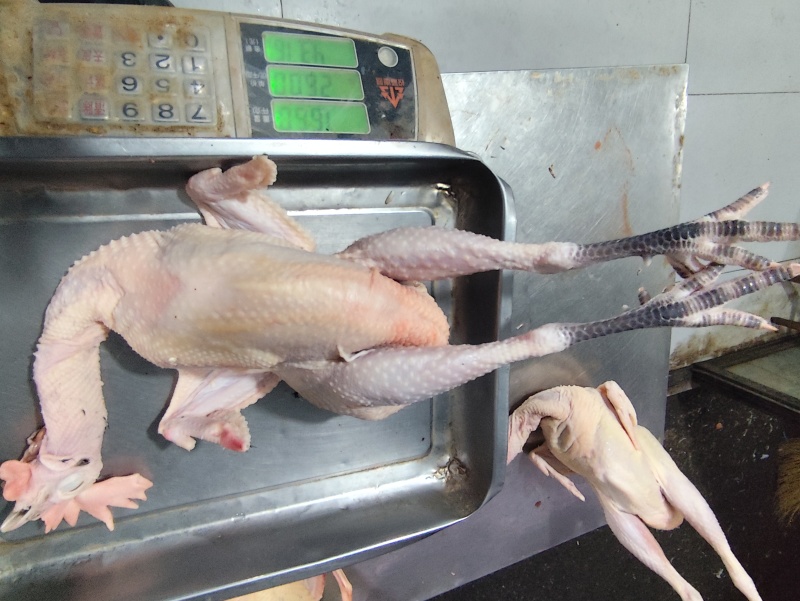 浙江肉类食品白条鸡/诚信经营/量大价优可谈/欢迎下单