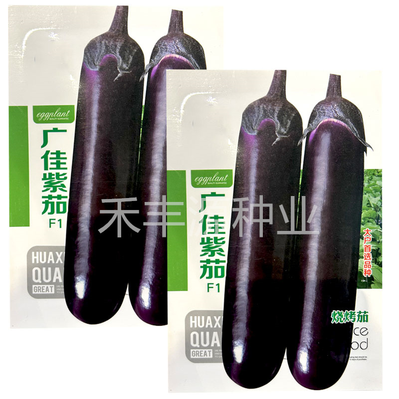 广佳紫茄种子早熟烧烤茄籽高基地紫红色大果油亮春夏秋