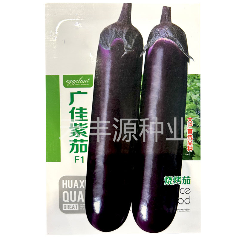 广佳紫茄种子早熟烧烤茄籽高基地紫红色大果油亮春夏秋