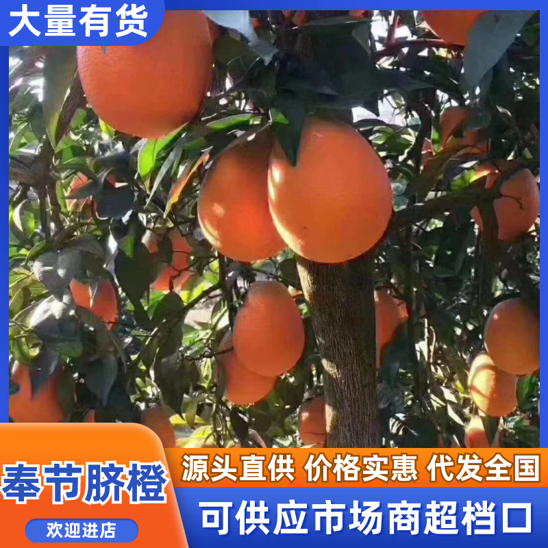 奉节脐橙（纽荷尔、长虹）产地直销，果园直采，欢迎来电咨询