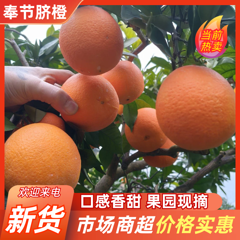 奉节脐橙（园红），产地直供，果园直采，欢迎各地老板来电咨