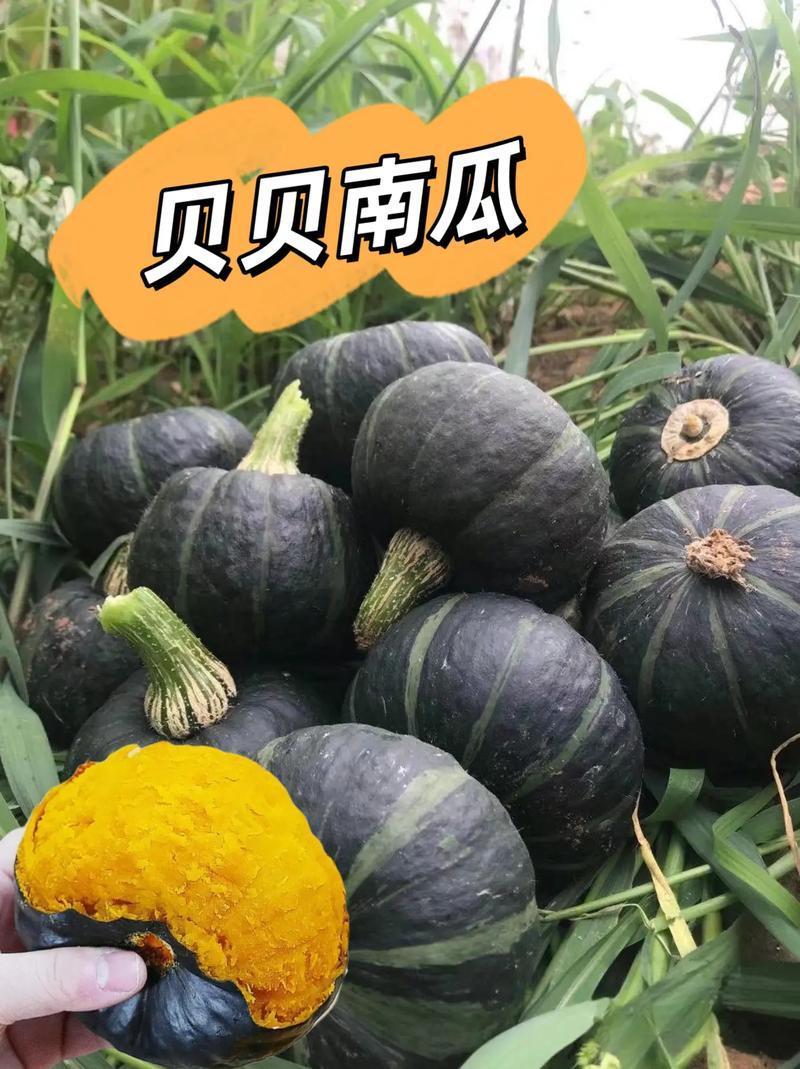 热卖南瓜精品贝贝南瓜基地一手货源对接电商市场商超