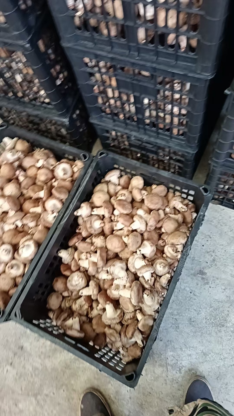福建漳平鲜香菇货量大承接加工电商餐饮社区团购直播带货按需打包