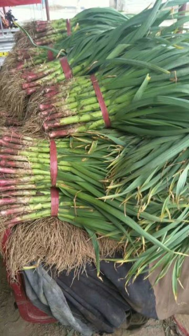 山东蒜苗精品红根蒜苗大量有货对接电商市场可视频