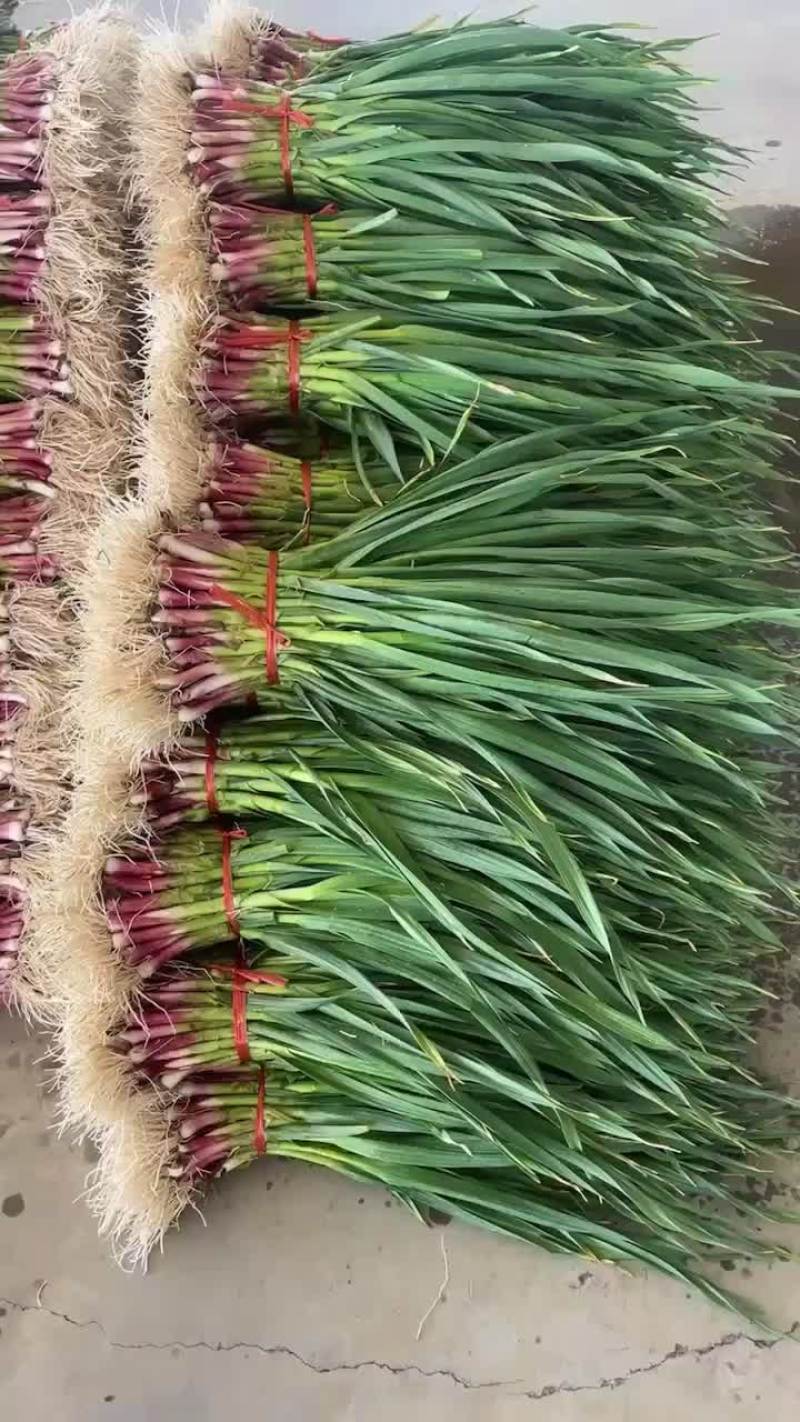 山东蒜苗精品红根蒜苗大量有货对接电商市场可视频