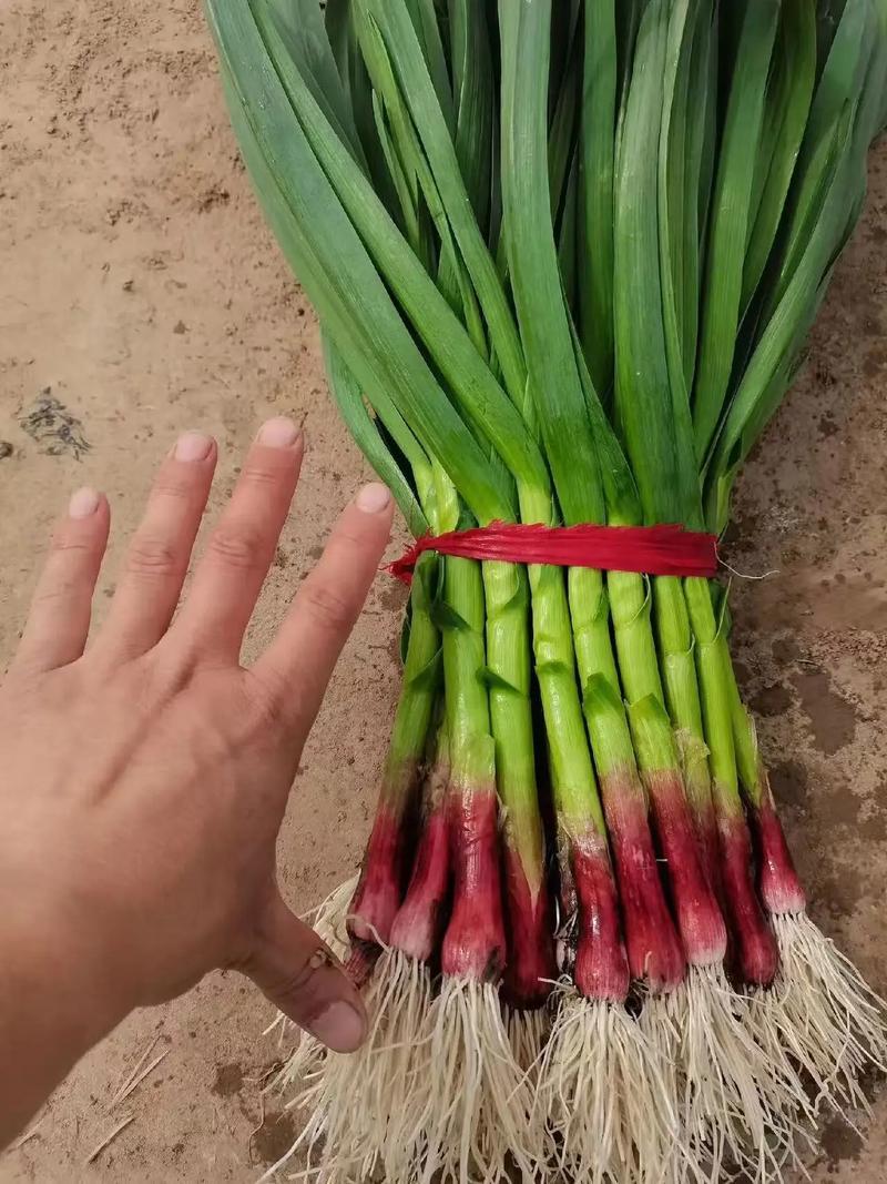 山东蒜苗精品红根蒜苗大量有货对接电商市场可视频