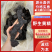 黄精制黄精九蒸九晒黄精大量产新支持一件代发