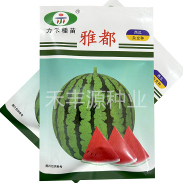 力禾雅都西瓜种子瓜圆球甜而多汁400粒原装正品