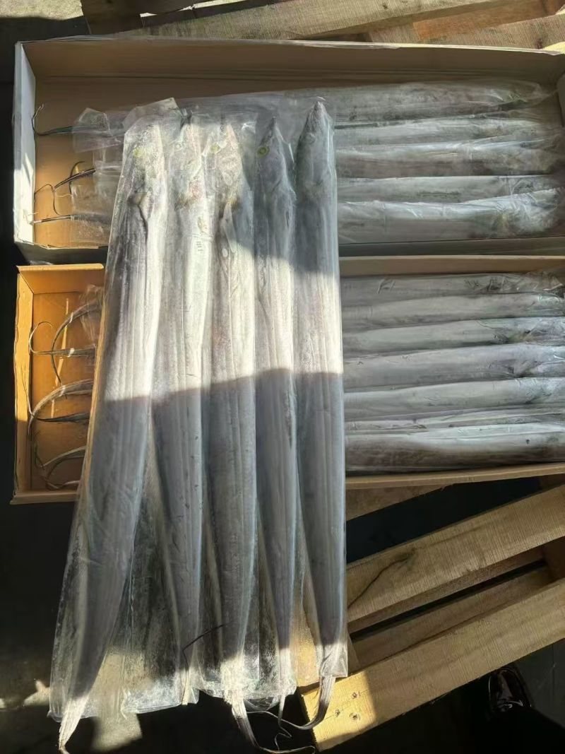 精品带鱼