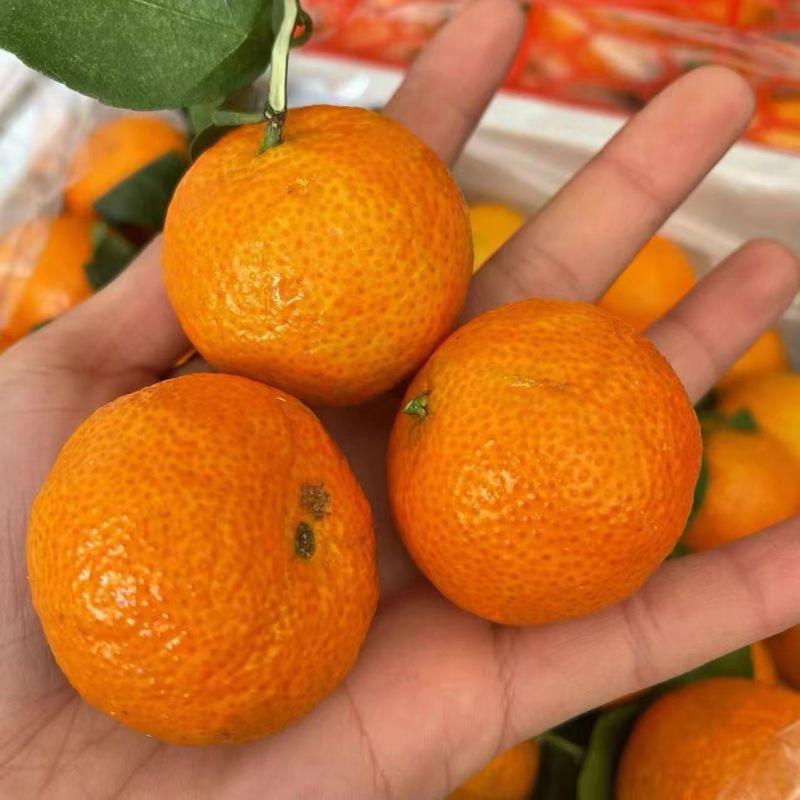 正宗广西砂糖橘薄皮多汁清甜精品果新鲜上市量大从优