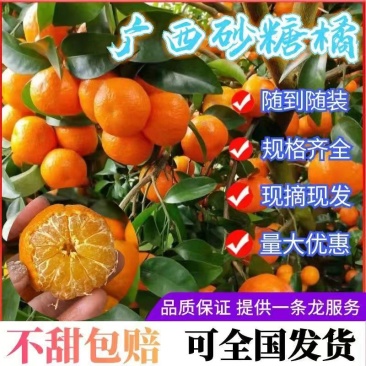 正宗广西砂糖橘薄皮多汁清甜精品果新鲜上市量大从优