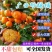 正宗广西砂糖橘薄皮多汁清甜精品果新鲜上市量大从优