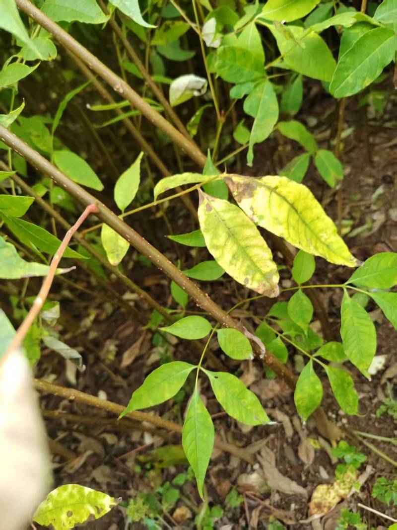 黄柏苗，规格齐全，产地直发，成活率高，欢迎各位老板咨询